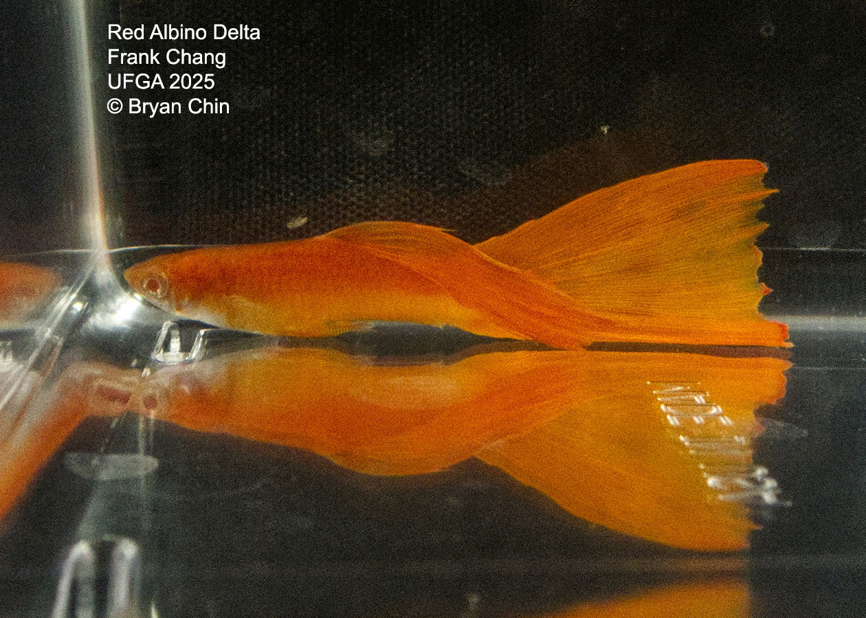 Guppy Red Albino